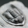 Fósil trilobites Diademaproetus antatlasius