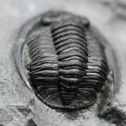 Fósil trilobites Diademaproetus antatlasius