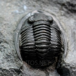 Fósil trilobites Diademaproetus antatlasius