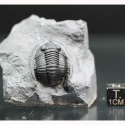 Fósil trilobites Diademaproetus antatlasius