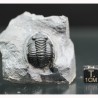 Fósil trilobites Diademaproetus antatlasius