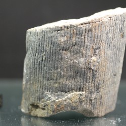 Calamites fosil