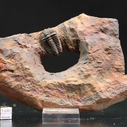 Trilobite placoparia