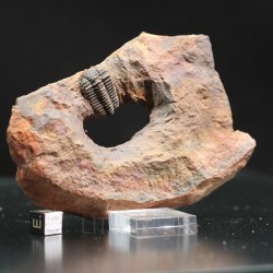 Trilobite placoparia