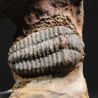 Trilobite placoparia