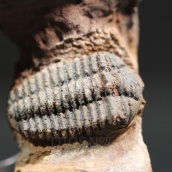 Trilobite placoparia