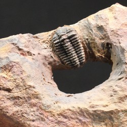 Trilobite placoparia