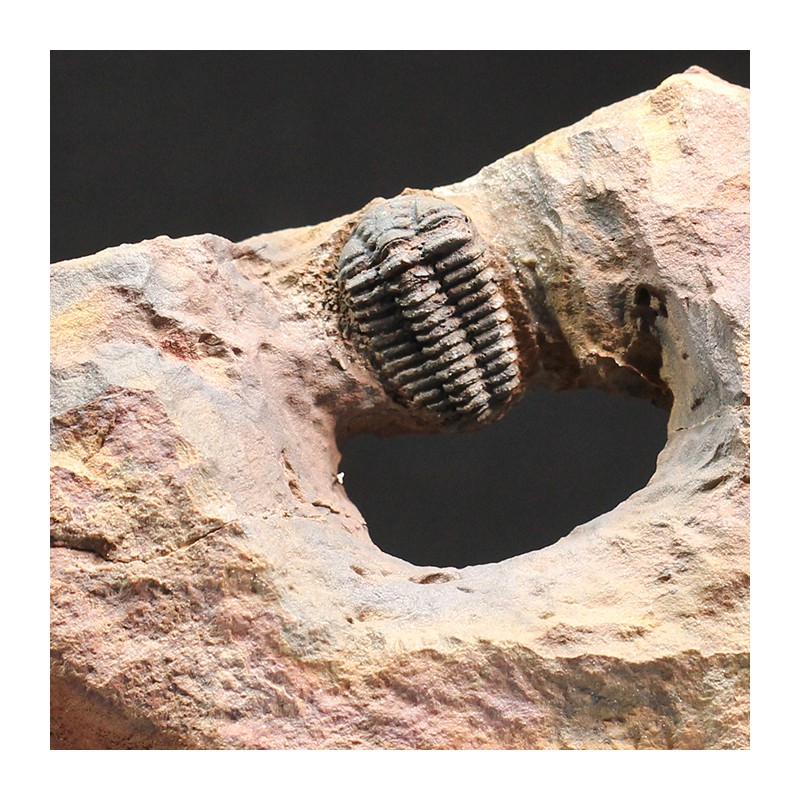 Trilobite placoparia