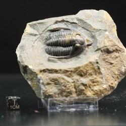 Fósil trilobites Diademaproetus antatlasius