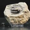 Fósil trilobites Diademaproetus antatlasius