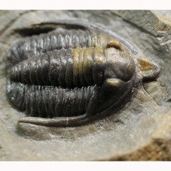 Fósil trilobites Diademaproetus antatlasius
