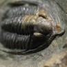 Fósil trilobites Diademaproetus antatlasius
