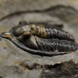 Fósil trilobites Diademaproetus antatlasius