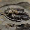 Fósil trilobites Diademaproetus antatlasius