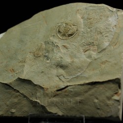 Trilobites Daguinaspis