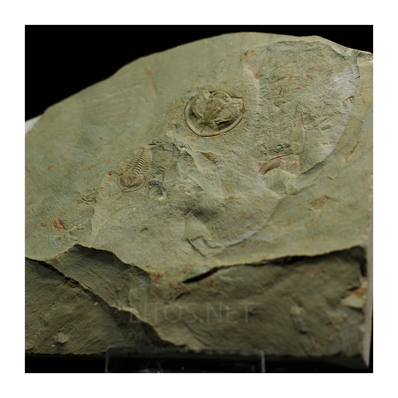 Trilobites Daguinaspis