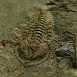 Trilobites Daguinaspis