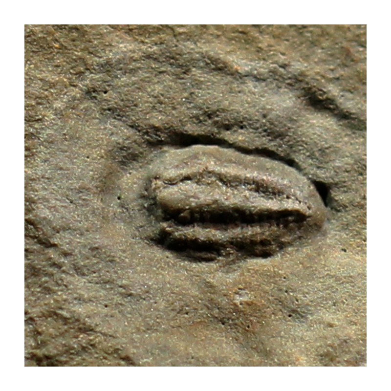Trilobites Perrector falloti