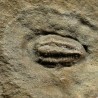 Trilobites Perrector falloti