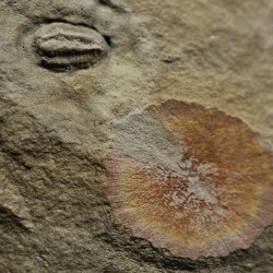 Trilobites Perrector falloti