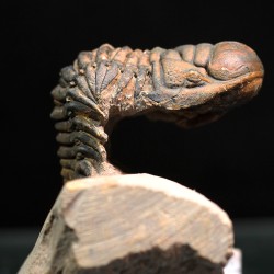 Crotalocephalina gibbus trilobites fosil