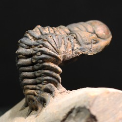 Crotalocephalina gibbus trilobites fosil