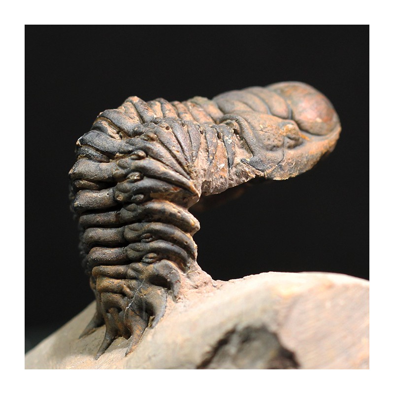 Crotalocephalina gibbus trilobites fosil