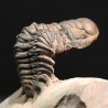 Crotalocephalina gibbus trilobites fosil