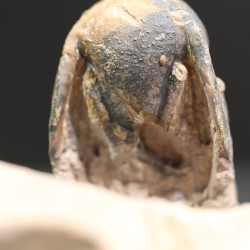 Crotalocephalina gibbus trilobites fosil