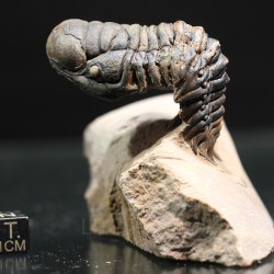 Crotalocephalina gibbus trilobites fosil