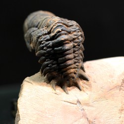 Crotalocephalina gibbus trilobites fosil