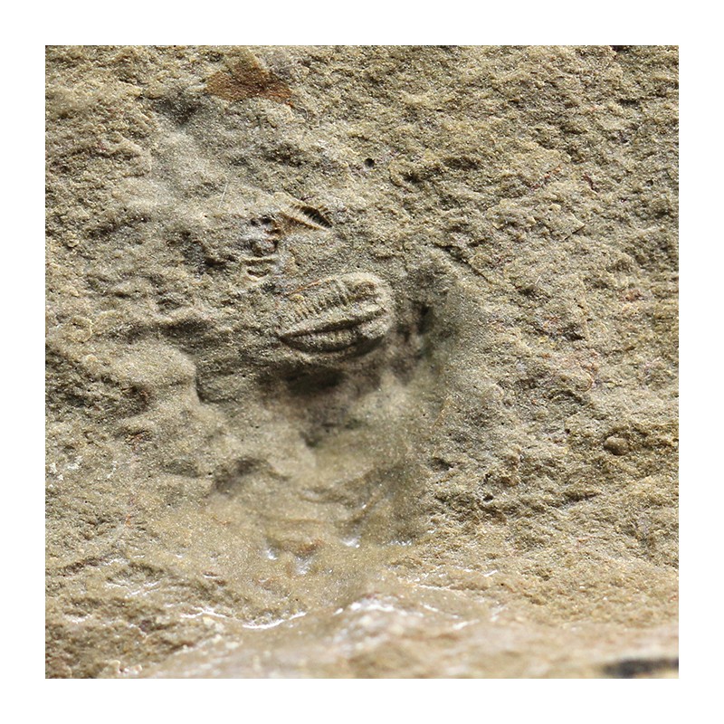 Trilobites Ellipsocephallidae