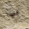 Trilobites Ellipsocephallidae