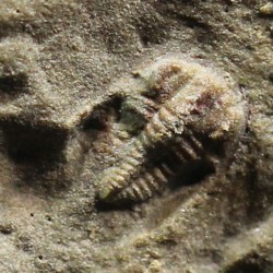 Trilobites Ellipsocephallidae