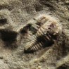 Trilobites Ellipsocephallidae