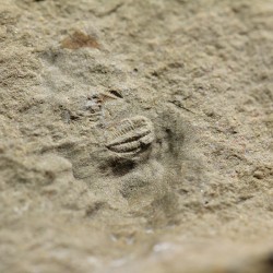 Trilobites Ellipsocephallidae