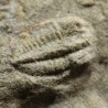 Trilobites Ellipsocephallidae