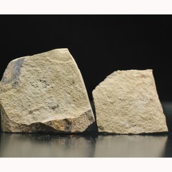 Trilobites Ellipsocephallidae