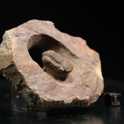 Trilobites reedops-cephalotes  -