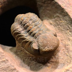 Trilobites reedops-cephalotes  -