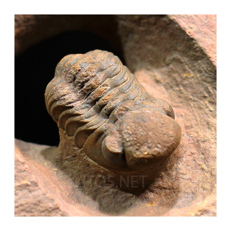 Trilobites reedops-cephalotes  -