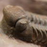 Trilobites reedops-cephalotes  -