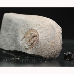 Declivolithus alfredi