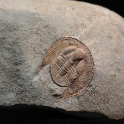 Declivolithus alfredi