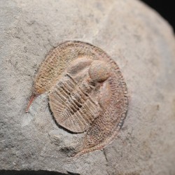 Declivolithus alfredi