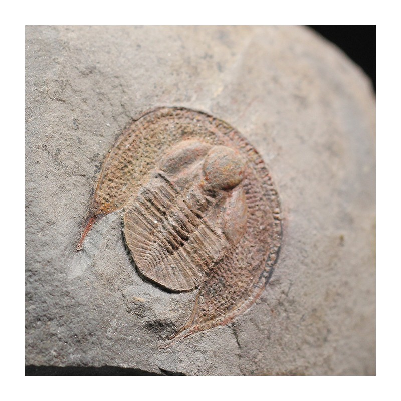 Declivolithus alfredi