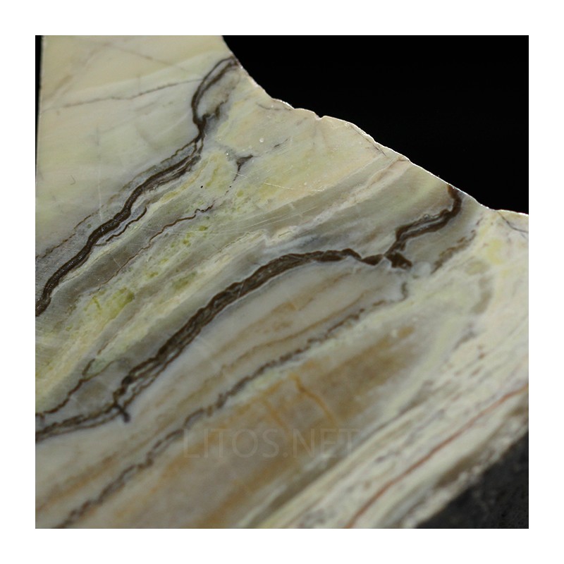 Algas verde-azuladas fósiles