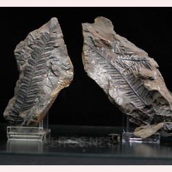 Alethopteris zeillerii