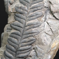 Alethopteris zeillerii