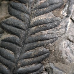 Alethopteris zeillerii